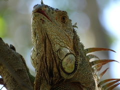 Iguana