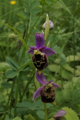 Ophrys fuciflora elatior
