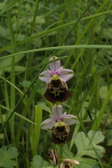 Ophrys fuciflora elatior