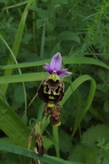 Ophrys fuciflora elatior