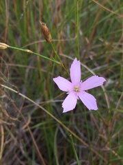 Dianthus mooiensis