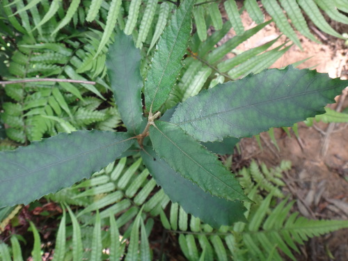 Callicarpa remotiserrulata, photograph 5