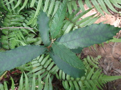 (c) 呂一起(Lyu yi-chi), some rights reserved (CC BY) Callicarpa remotiserrulata, photograph (c) 呂一起(Lyu yi-chi), some rights reserved (CC BY)