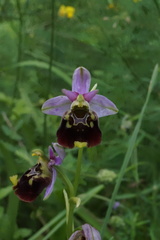 Ophrys fuciflora elatior