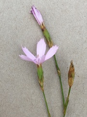 Dianthus mooiensis