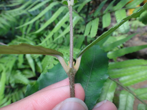 Callicarpa remotiserrulata, photograph 6