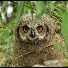 Bubo virginianus magellanicus