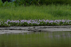 Eichhornia crassipes image