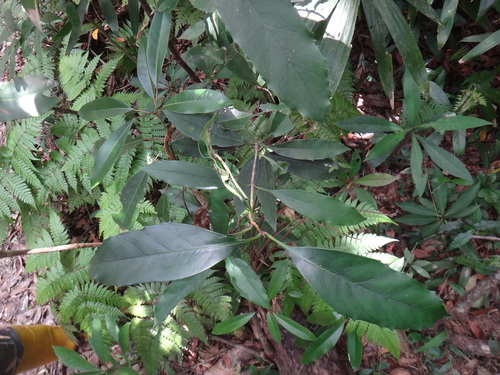 Chengiodendron marginatum (Chengiodendron marginatum)