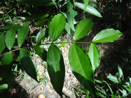Strychnos cathayensis (Strychnos cathayensis)