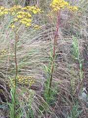 Senecio inornatus