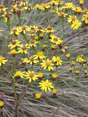 Senecio inornatus