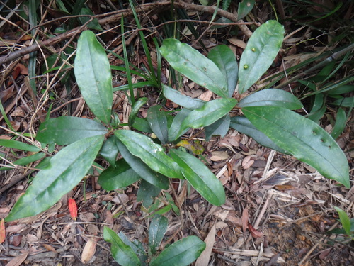 Beilschmiedia tsangii, photograph 6