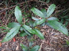 Beilschmiedia tsangii, photograph (c) 呂一起(Lyu yi-chi), some rights reserved (CC BY)