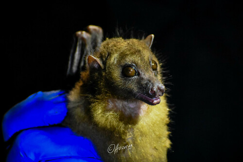 Sulawesi Harpy Fruit Bat (Harpyionycteris celebensis) — Near Threatened Mammalia