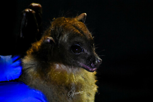 Harpyionycteris celebensis