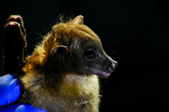 Sulawesi Harpy Fruit Bat photo 3