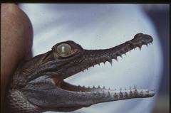 Crocodylus intermedius