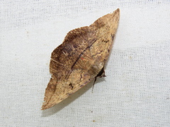 Hypopyra capensis