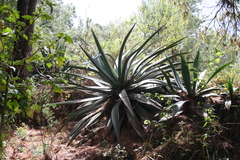 Agave hookeri