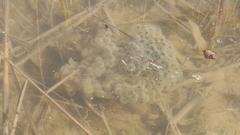 Rana dalmatina