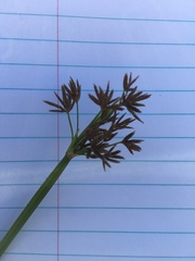 Cyperus denudatus