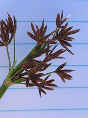 Cyperus denudatus