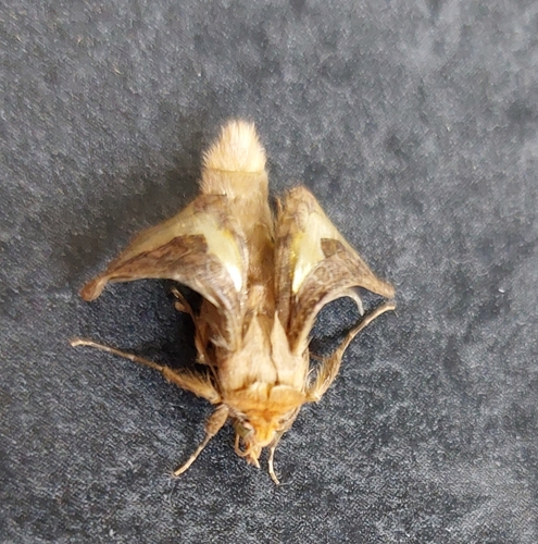 Thysanoplusia orichalcea