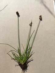 Juncus dregeanus