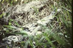 Crocodylus intermedius