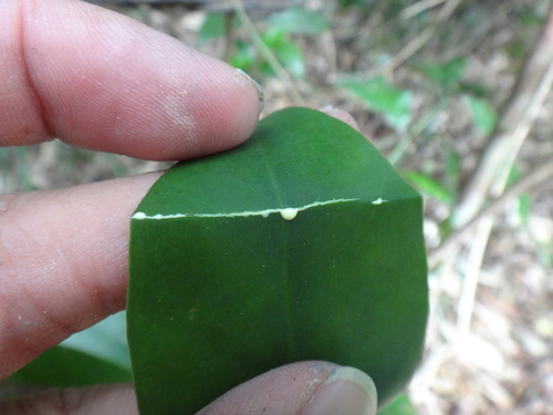 Image of Garcinia multiflora by (c) 呂一起(Lu i-chi), some rights reserved (CC BY)