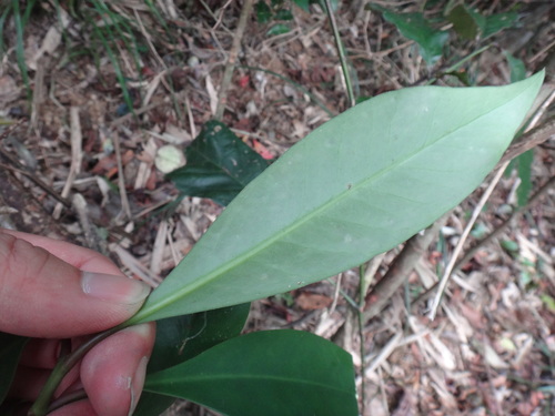 Image of Garcinia multiflora by (c) 呂一起(Lu i-chi), some rights reserved (CC BY)