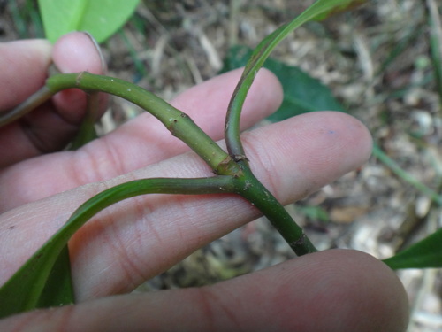 Image of Garcinia multiflora by (c) 呂一起(Lu i-chi), some rights reserved (CC BY)