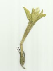 Nicotiana alata