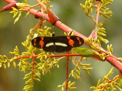 Heliconius telesiphe