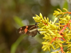 Heliconius telesiphe