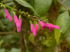 Salvia tortuosa