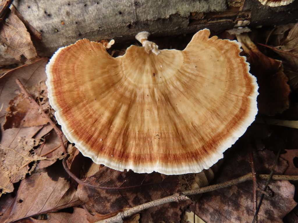 Microporus vernicipes · July 2022 · photo: © timur_kalininsky (iNaturalist, cc-by)