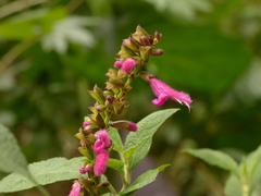 Salvia tortuosa