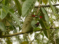 Heliconius telesiphe