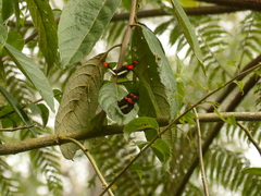 Heliconius telesiphe