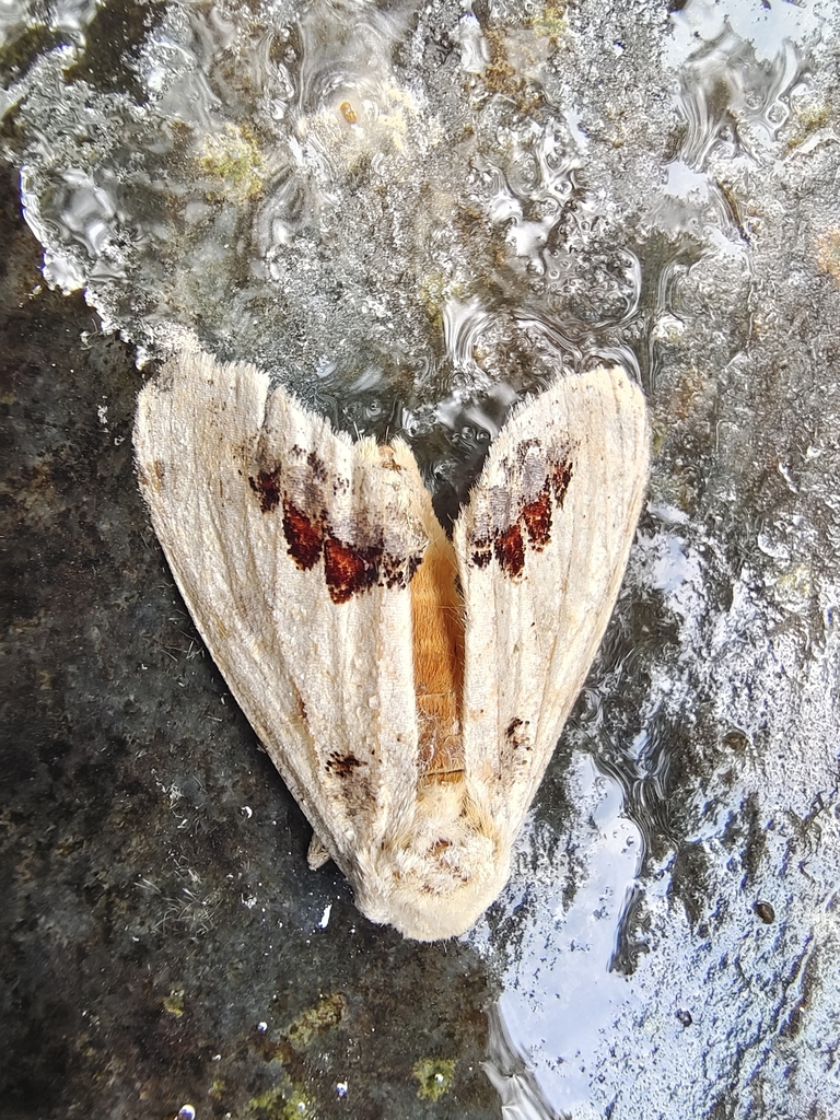 Phalera flavescens from Yichun, CN-JX, CN on August 21, 2023 at 10:45 ...