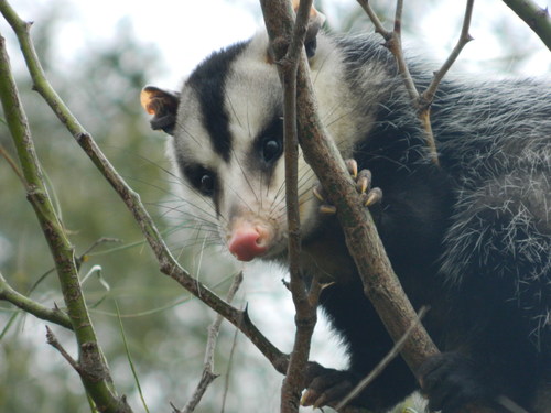 White-eared Opossum