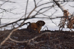 Marmota kastschenkoi