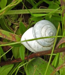 Helminthoglypta stiversiana