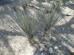 Yucca coahuilensis
