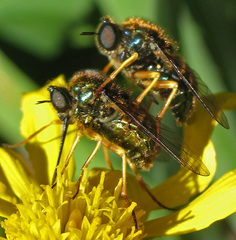 Eulonchus sapphirinus