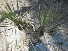 Yucca coahuilensis