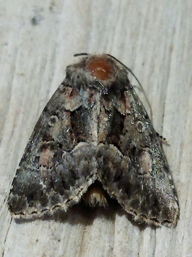 Straw Underwing photo 2