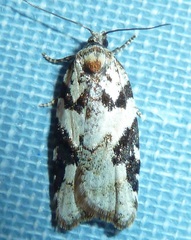 Acleris gloveranus